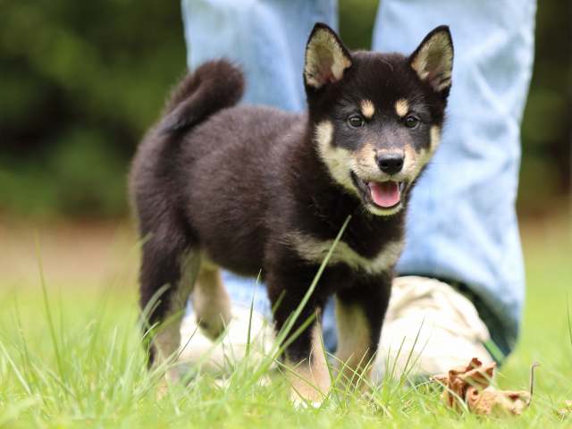 FP5A5696-puppy FP5A5696-puppy