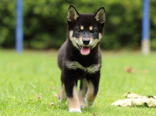 FP5A5715-puppy FP5A5715-puppy