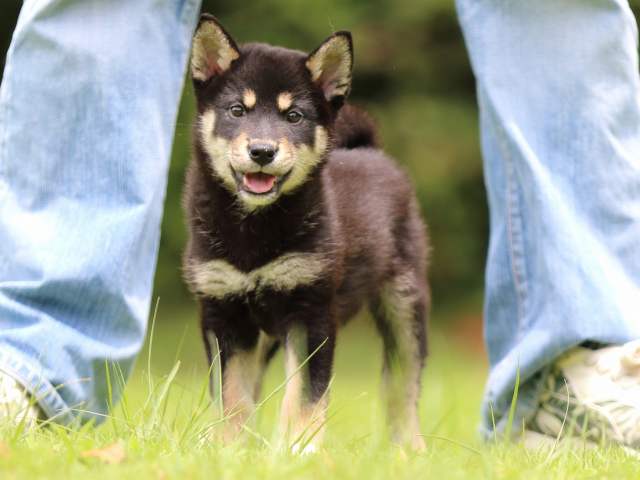 FP5A5730-puppy FP5A5730-puppy