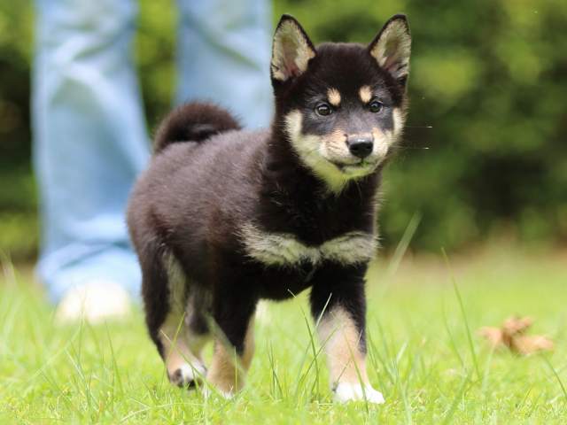 FP5A5765-puppy FP5A5765-puppy