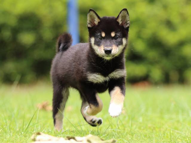 FP5A5771-puppy FP5A5771-puppy
