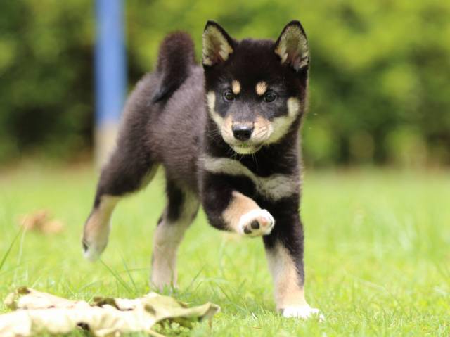 FP5A5772-puppy FP5A5772-puppy
