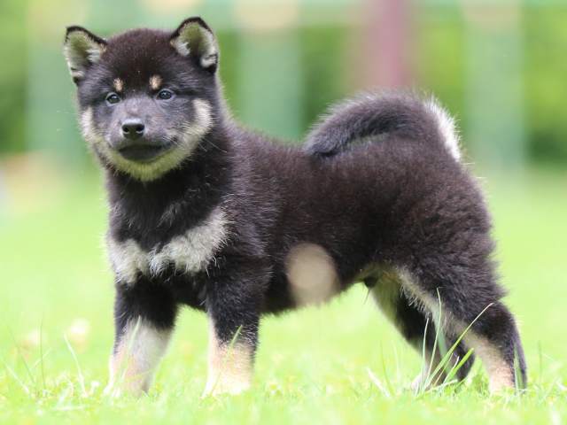 FP5A5821-puppy FP5A5821-puppy