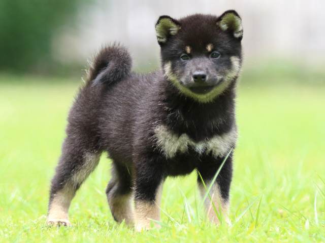 FP5A5943-puppy FP5A5943-puppy