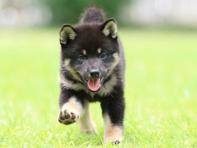 FP5A5950-puppy FP5A5950-puppy