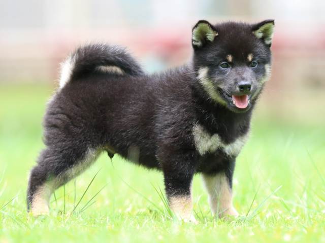 FP5A5959-puppy FP5A5959-puppy