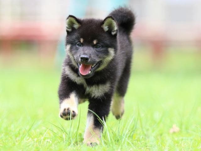 FP5A5973-puppy FP5A5973-puppy