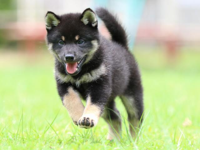 FP5A5975-puppy FP5A5975-puppy