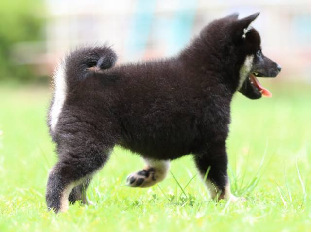 FP5A5987-puppy FP5A5987-puppy