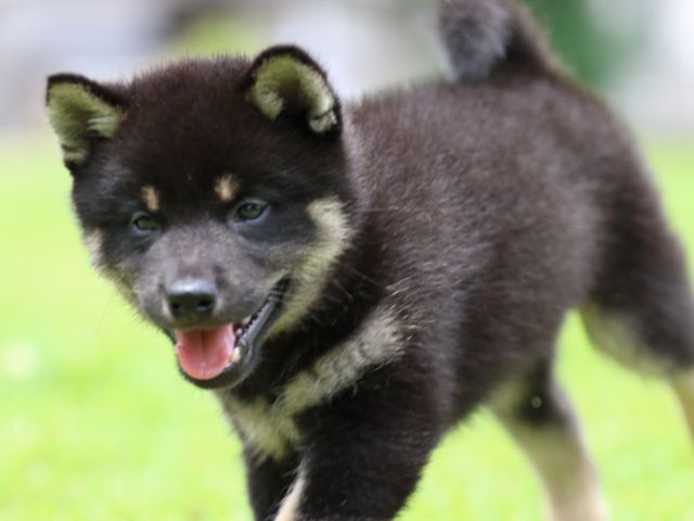 FP5A6009-puppy FP5A6009-puppy