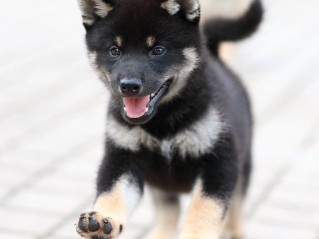 FP5A7067-puppy FP5A7067-puppy