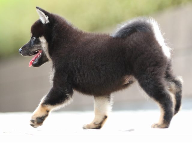 FP5A7221-puppy FP5A7221-puppy