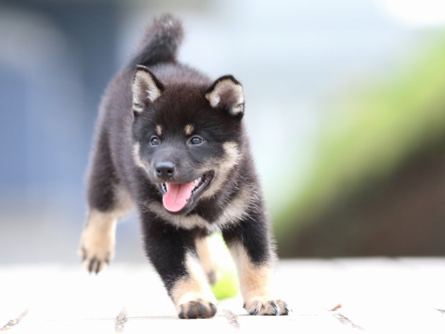 FP5A7236-puppy FP5A7236-puppy