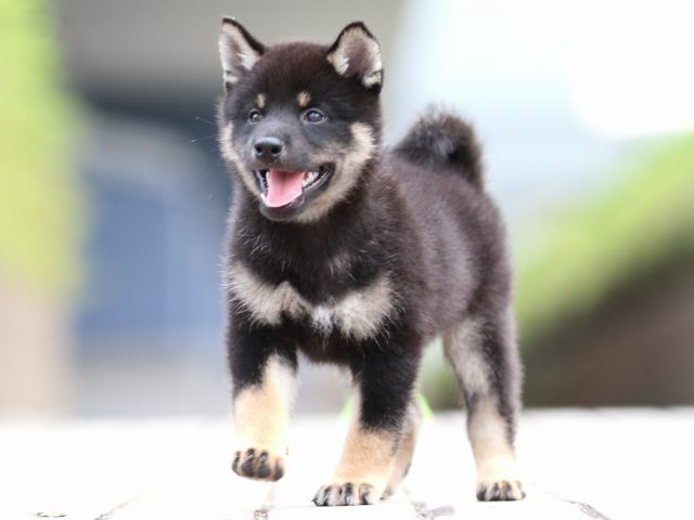 FP5A7243-puppy FP5A7243-puppy