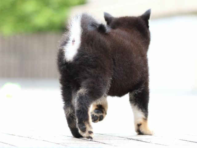 FP5A7281-puppy FP5A7281-puppy
