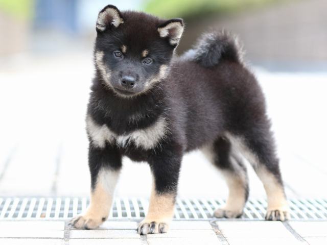 FP5A7353-puppy FP5A7353-puppy