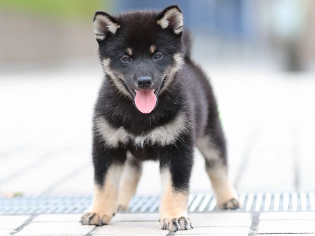 FP5A7427-puppy FP5A7427-puppy