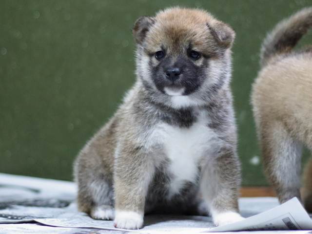 FP5A8747-puppy FP5A8747-puppy