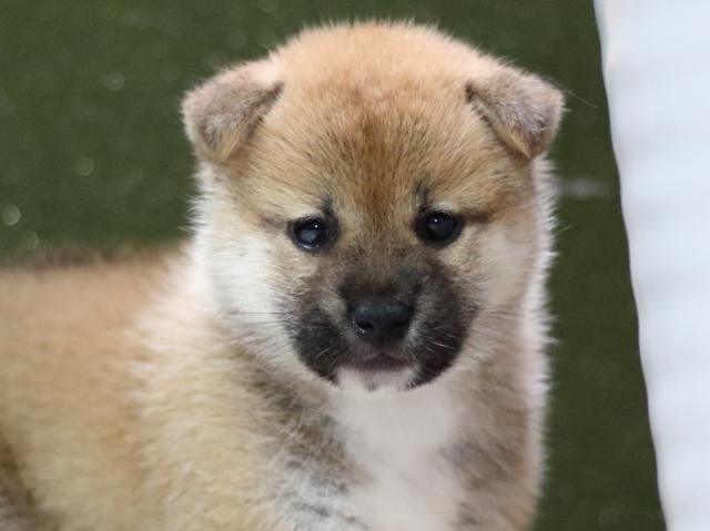 FP5A8759-puppy FP5A8759-puppy