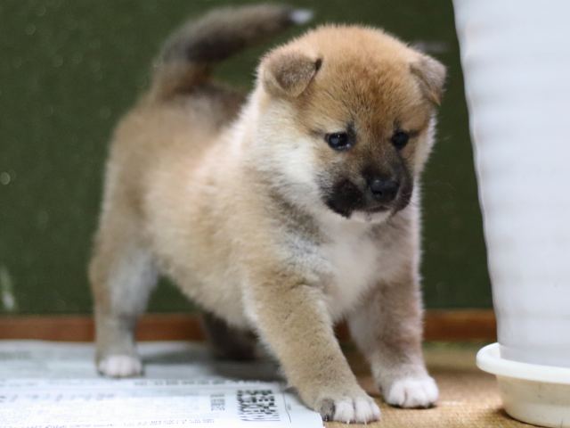 FP5A8779-puppy FP5A8779-puppy
