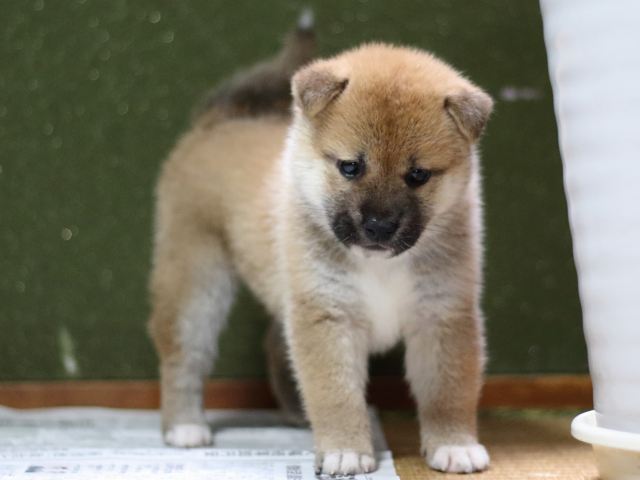 FP5A8787-puppy FP5A8787-puppy