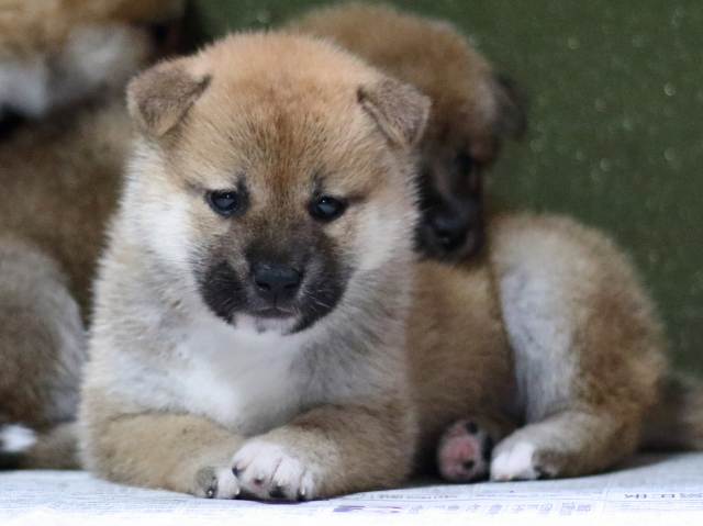 FP5A8812-puppy FP5A8812-puppy