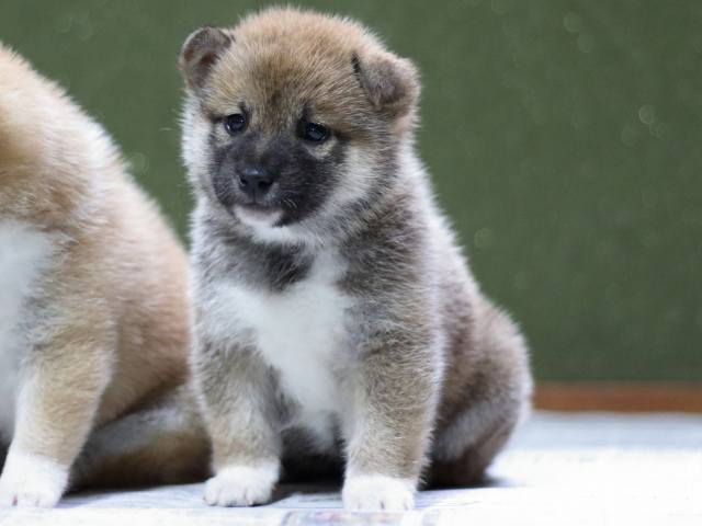 FP5A8840-puppy FP5A8840-puppy