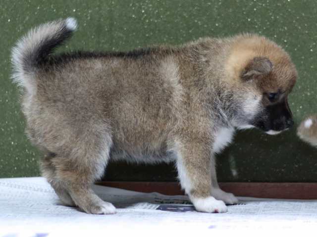 FP5A8873-puppy FP5A8873-puppy