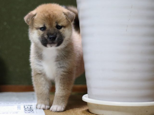FP5A9063-puppy FP5A9063-puppy