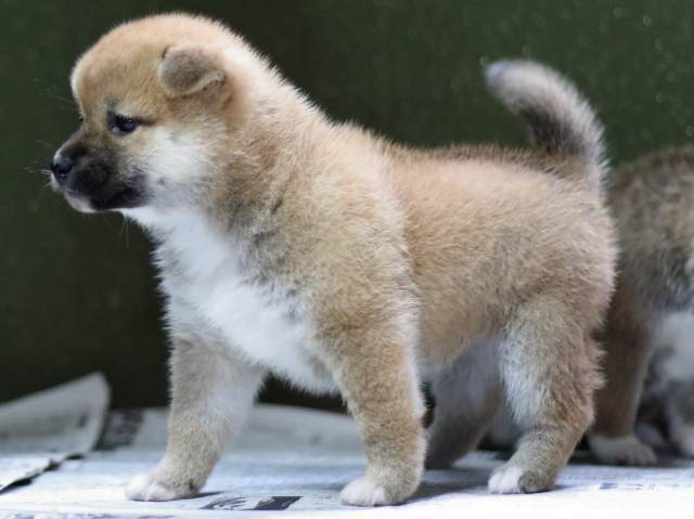 FP5A9112-puppy FP5A9112-puppy