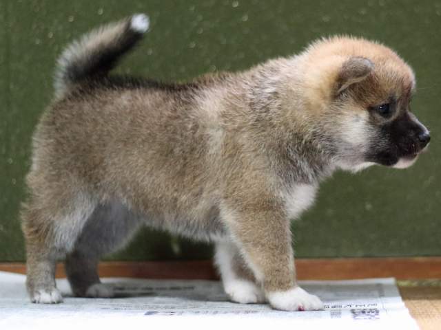 FP5A9170-puppy FP5A9170-puppy
