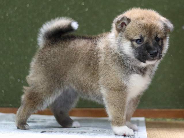 FP5A9178-puppy FP5A9178-puppy