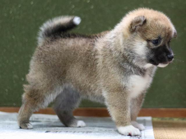 FP5A9181-puppy FP5A9181-puppy