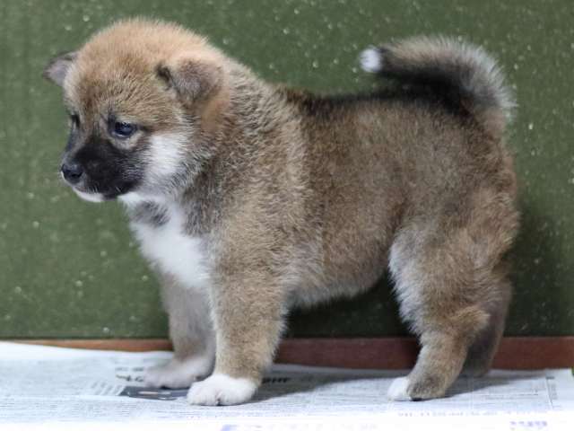FP5A9198-puppy FP5A9198-puppy