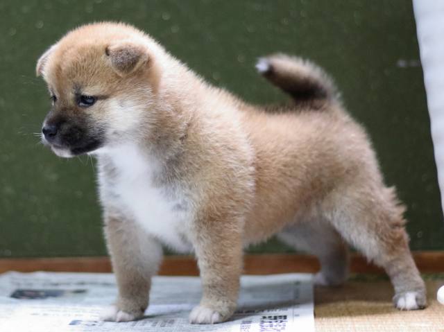 FP5A9352-puppy FP5A9352-puppy