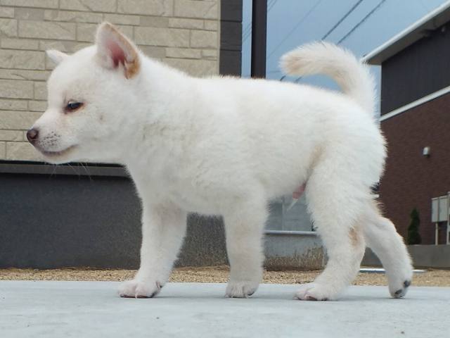 00000071-puppy 00000071-puppy