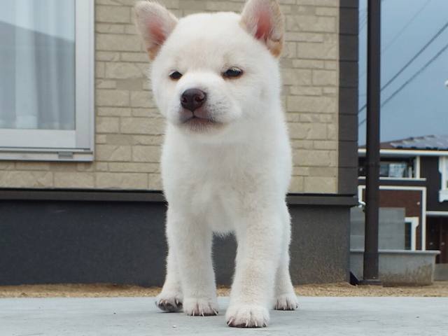 00000072-puppy 00000072-puppy