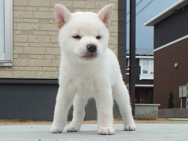00000073-puppy 00000073-puppy