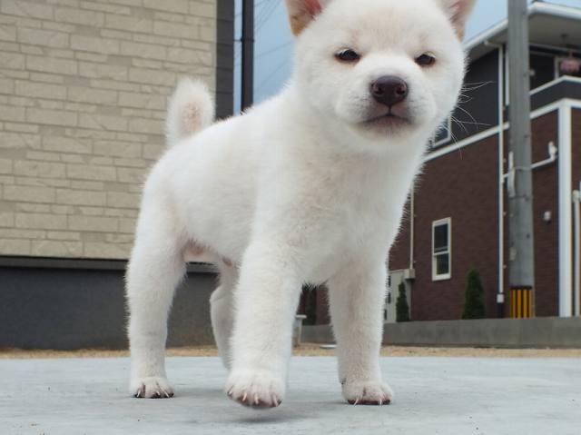 00000075-puppy 00000075-puppy