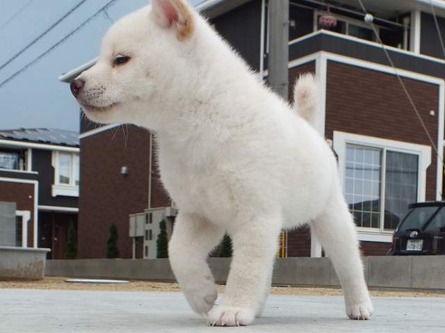 00000077-puppy 00000077-puppy