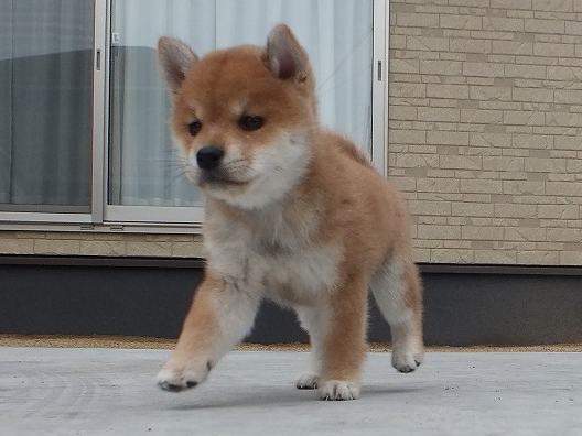 00000080-puppy 00000080-puppy