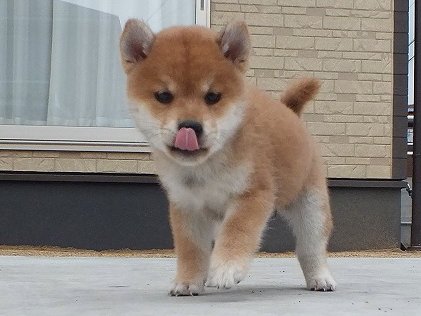 00000081-puppy 00000081-puppy
