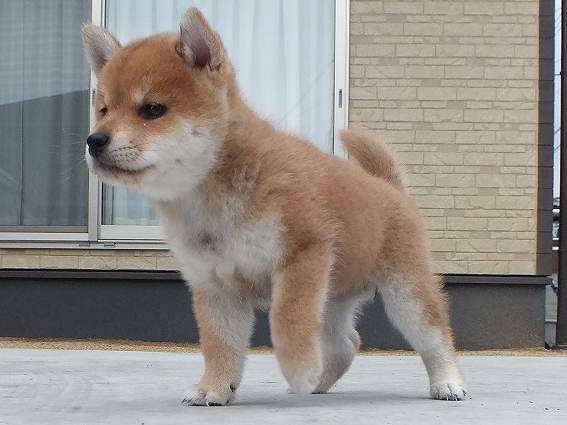 00000082-puppy 00000082-puppy