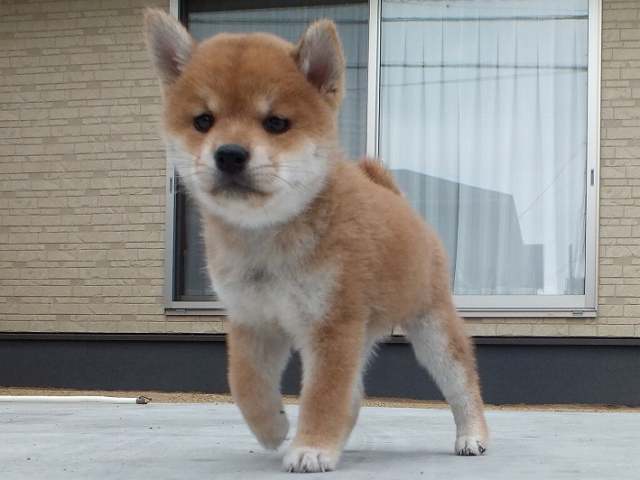 00000083-puppy 00000083-puppy