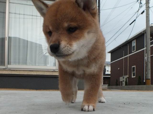 00000084-puppy 00000084-puppy