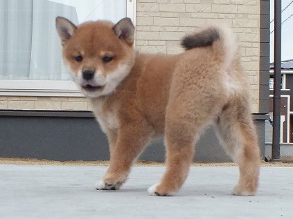 00000086-puppy 00000086-puppy