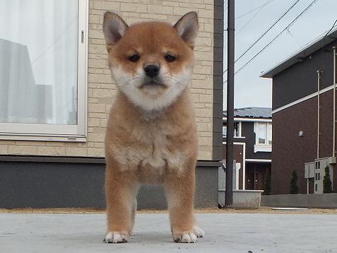 00000087-puppy 00000087-puppy