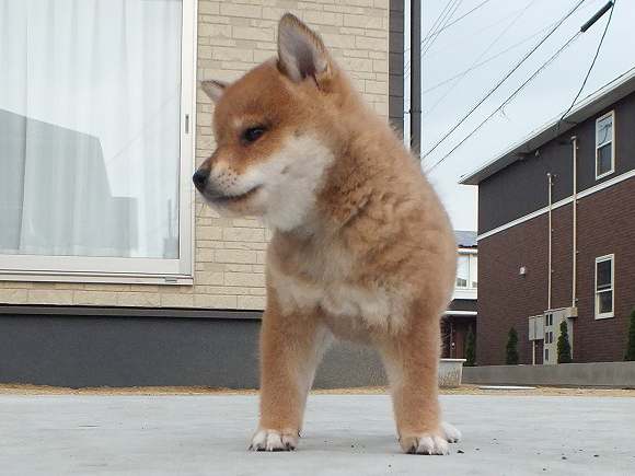 00000088-puppy 00000088-puppy