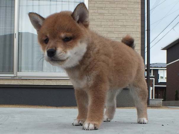00000089-puppy 00000089-puppy