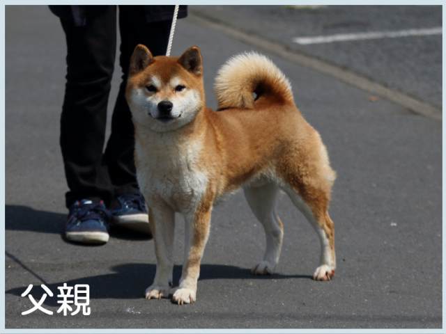 銀青号 銀青号